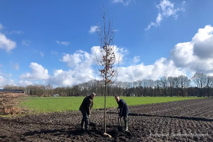 Bomen geplant voor betere leefomgeving das