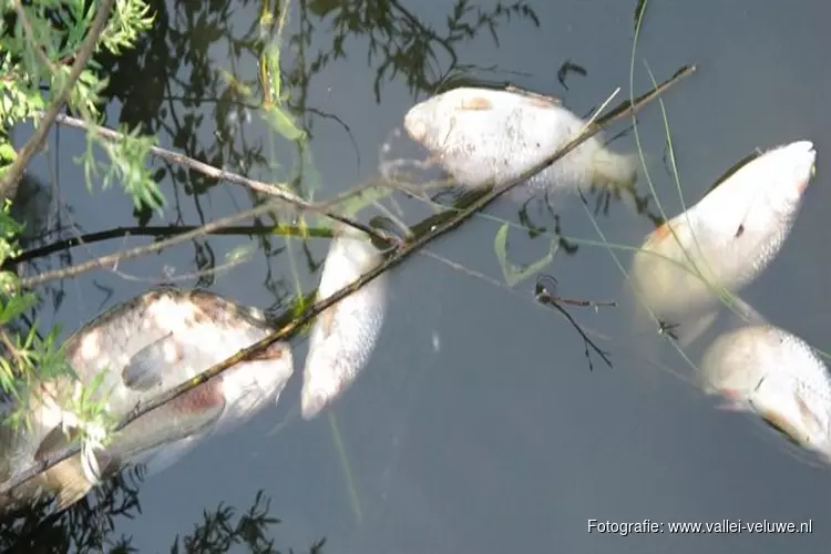 Blauwalg aangetroffen bij vijver Edzard Koningpark