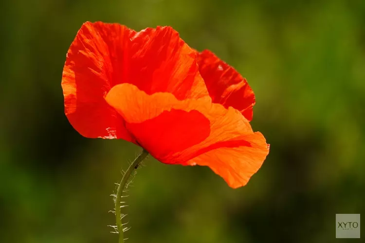 Komende zondag Remembrance Day