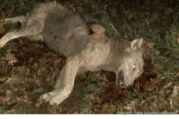 Wolf door aanrijding overleden in Elspeet