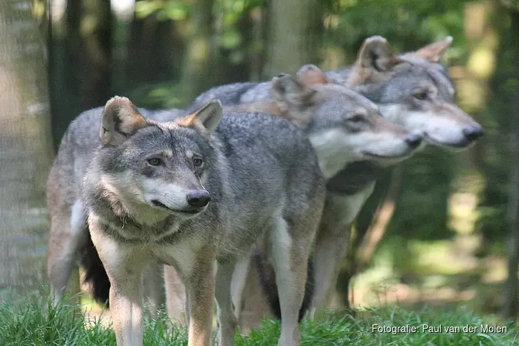 Met paintballgeweer op wolf schieten blijft voorlopig verboden