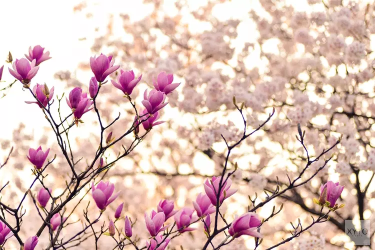 Eindelijk wat lente in de lucht: Meer zon en hogere temperaturen