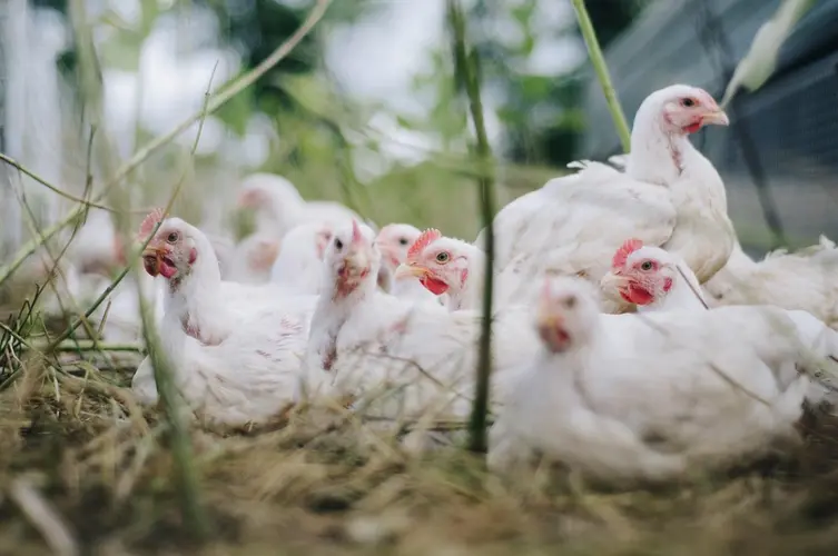 Landelijke ophok- en afschermplicht ingesteld door vogelgriepuitbraken